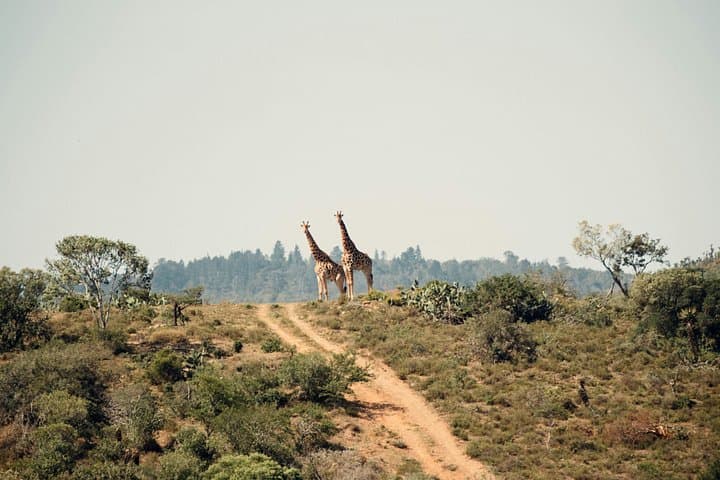 Nairobi National Park Safari: Full-Day Game Drive & Giraffe Center Visit photo 1