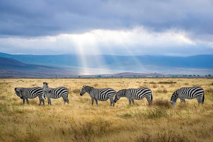 Nairobi National Park Safari: Full-Day Game Drive & Giraffe Center Visit photo 2