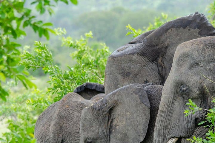 Nairobi National Park Safari: Full-Day Game Drive & Giraffe Center Visit photo 4