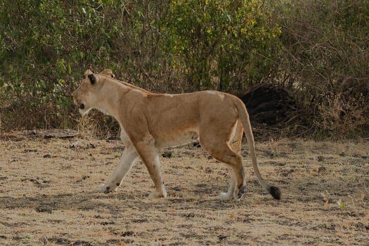 2-day-nyerere-national-park-safari-from-zanzibar photo 3