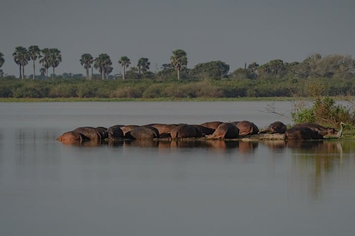 2-day-nyerere-national-park-safari-from-zanzibar photo 4