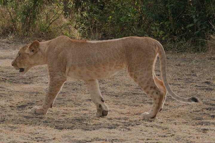 2-day-nyerere-national-park-safari-from-zanzibar photo 5