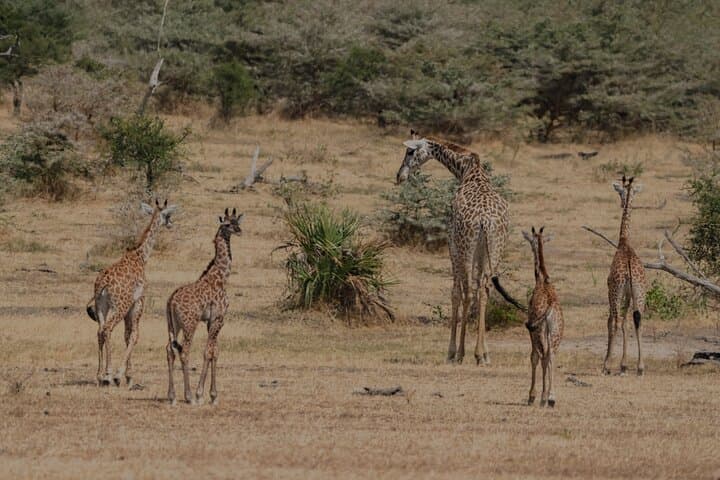 2-day-nyerere-national-park-safari-from-zanzibar photo 6