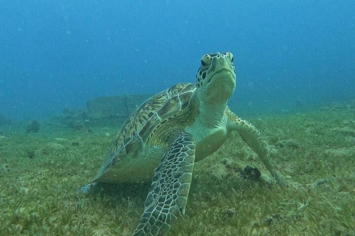Discover Scuba and Snorkel Excursion in Charlotte Amalie — One-Tank Dive in a Protected Cove photo 1