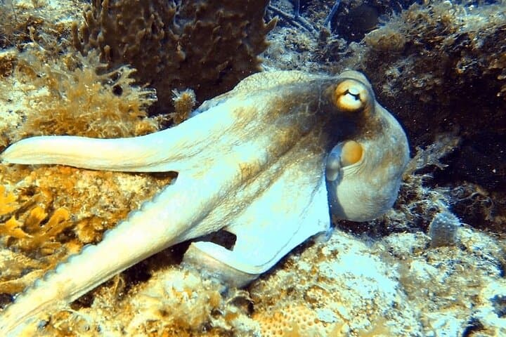 Island Wreck & Reef Scuba Excursion in St. Thomas — 2-Tank Certified Dive photo 6