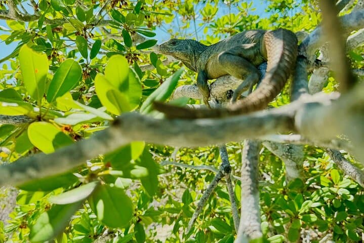 Private 4-Hour Boat Charter in Grace Bay — Snorkel Cays & Iguana Island photo 4