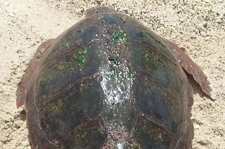 Boa Vista Turtle Nesting Night Tour — Loggerhead Encounter on Cape Verde Beaches
