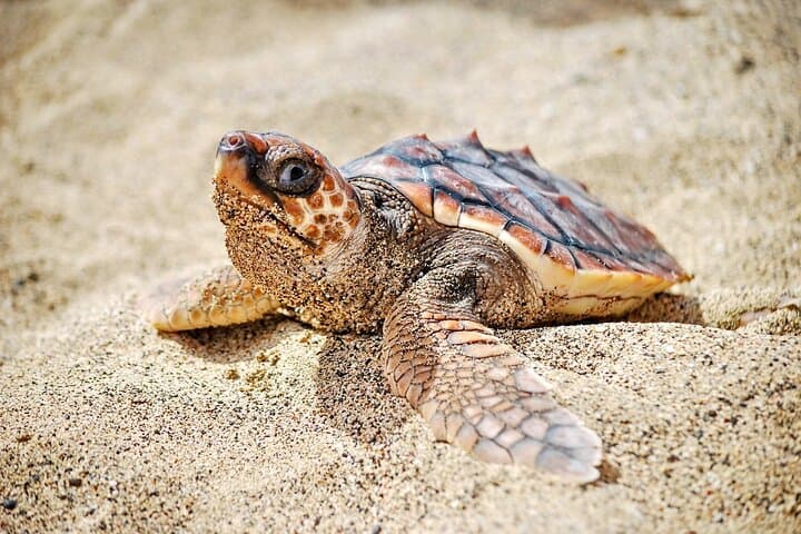 Boa Vista Turtle Nesting Night Tour — Loggerhead Encounter on Cape Verde Beaches photo 3