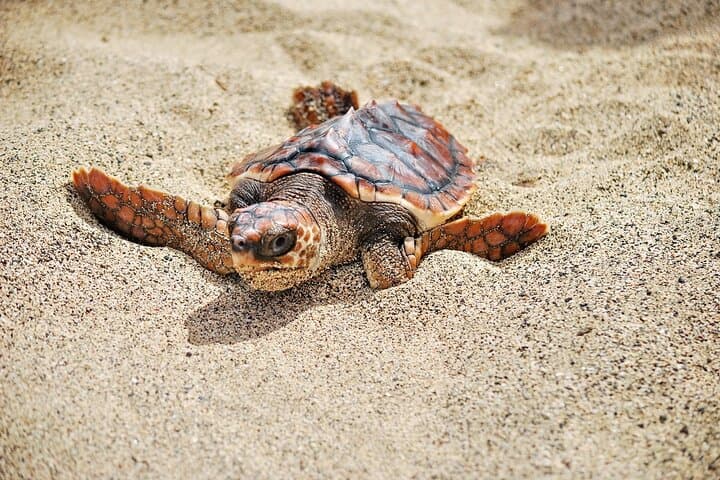 Boa Vista Turtle Nesting Night Tour — Loggerhead Encounter on Cape Verde Beaches photo 4