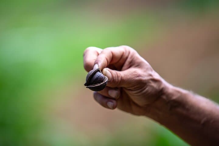 Maui Macnut & Bees Farm Tour: Solar Farm Walk, Tasting & Picnic Lunch photo 4