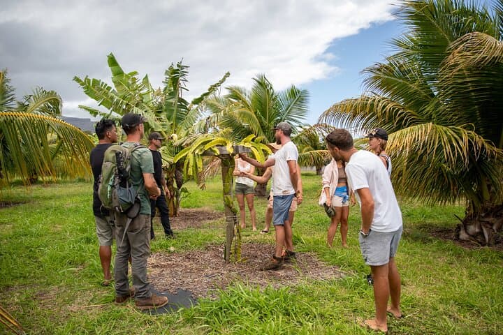 Maui Macnut & Bees Farm Tour: Solar Farm Walk, Tasting & Picnic Lunch photo 2