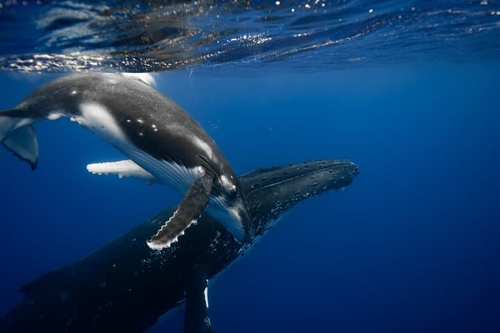 Whale Watching and Snorkeling in Moorea — Swim with Polynesian Giants