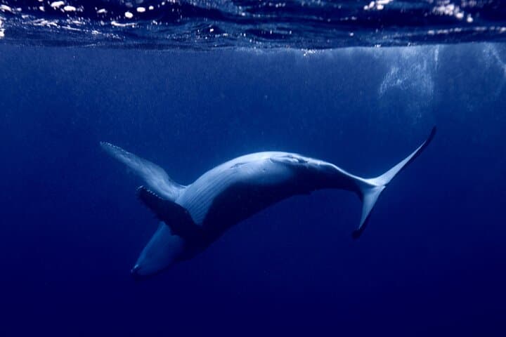 Whale Watching and Snorkeling in Moorea — Swim with Polynesian Giants photo 2