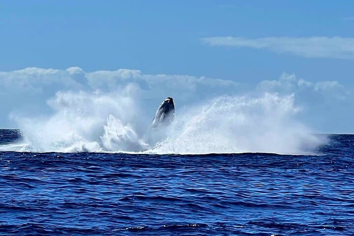 Whale Watching and Snorkeling in Moorea — Swim with Polynesian Giants photo 4