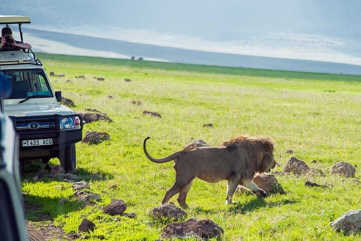 3-Day Tanzania Safari: Manyara, Ngorongoro & Tarangire Wildlife Adventure