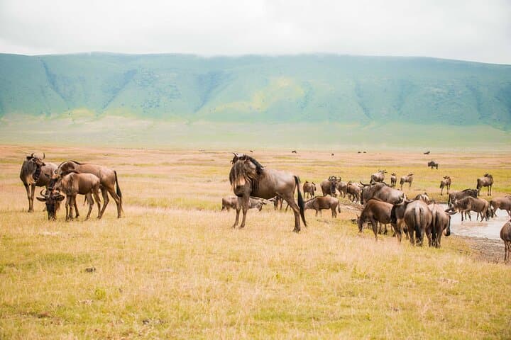 3-Day Tanzania Safari: Manyara, Ngorongoro & Tarangire Wildlife Adventure photo 2