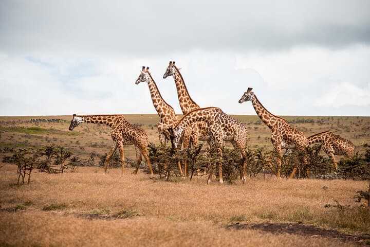 3-Day Tanzania Safari: Manyara, Ngorongoro & Tarangire Wildlife Adventure photo 3