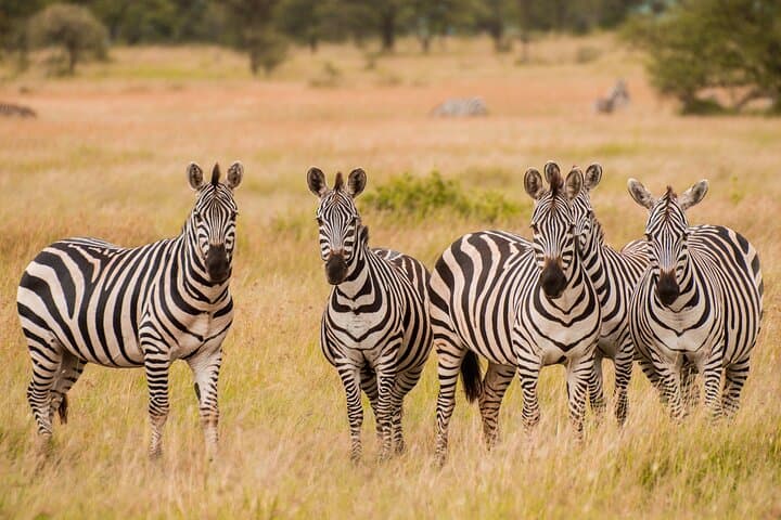 3-Day Tanzania Safari: Manyara, Ngorongoro & Tarangire Wildlife Adventure photo 4