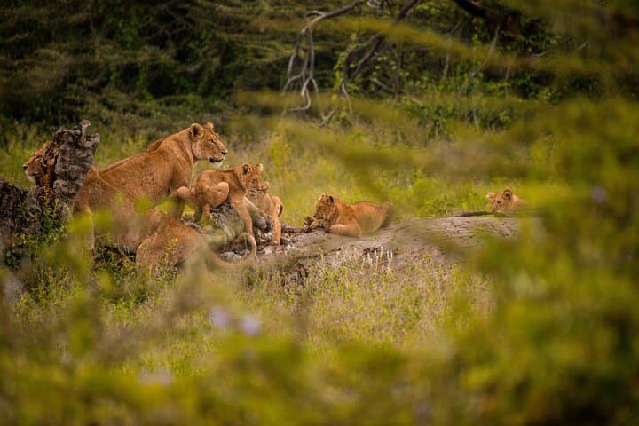 3-Day Tanzania Safari: Manyara, Ngorongoro & Tarangire Wildlife Adventure photo 5