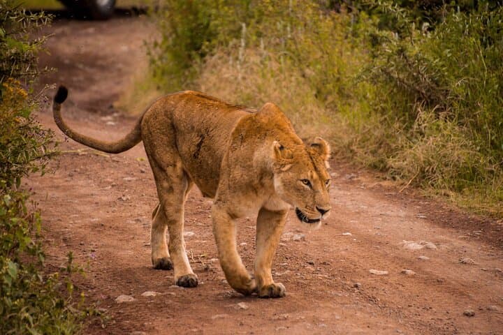 3-Day Tanzania Safari: Manyara, Ngorongoro & Tarangire Wildlife Adventure photo 6