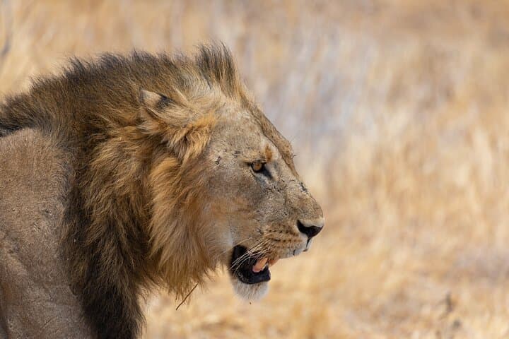 2-Day Fly-In Selous Safari: Lake Manze Game Drives & Boat Safaris photo 2