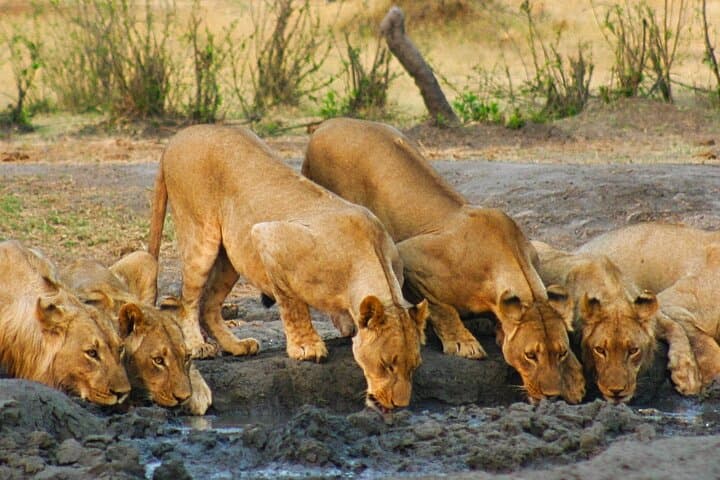Zambezi National Park 3-Hour Game Drive from Victoria Falls photo 4