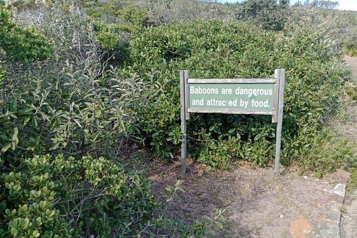 Cape Peninsula: Private Full-Day Tour to Cape Point, Boulders Penguins & Chapman's Peak photo 5