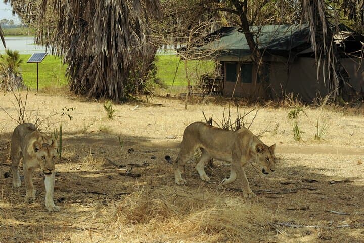 2-Day Fly-In Selous Safari: Lake Manze Game Drives & Boat Safaris