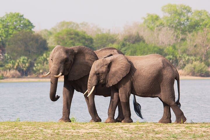 2-Day Fly-In Selous Safari: Lake Manze Game Drives & Boat Safaris photo 4