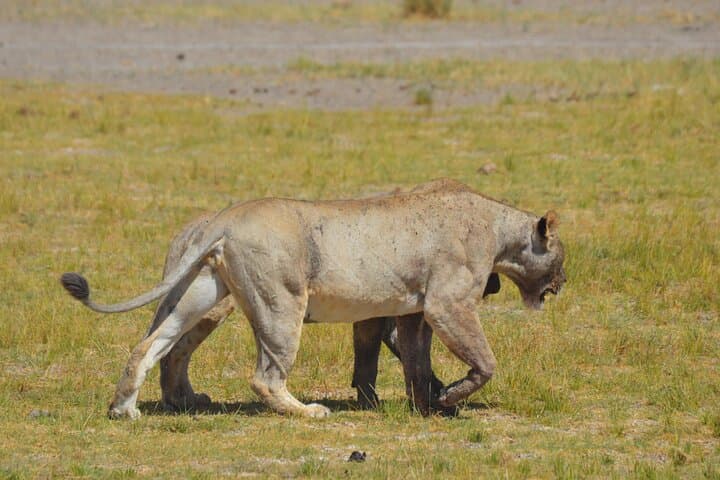 6-Day Kenya Safari: Maasai Mara, Lake Nakuru, Naivasha & Amboseli Wildlife Circuit photo 5