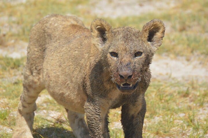 6-Day Kenya Safari: Maasai Mara, Lake Nakuru, Naivasha & Amboseli Wildlife Circuit photo 6