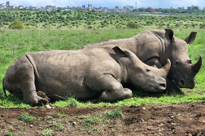 6-Day Kenya Safari: Maasai Mara, Lake Nakuru, Naivasha & Amboseli Wildlife Circuit photo 3