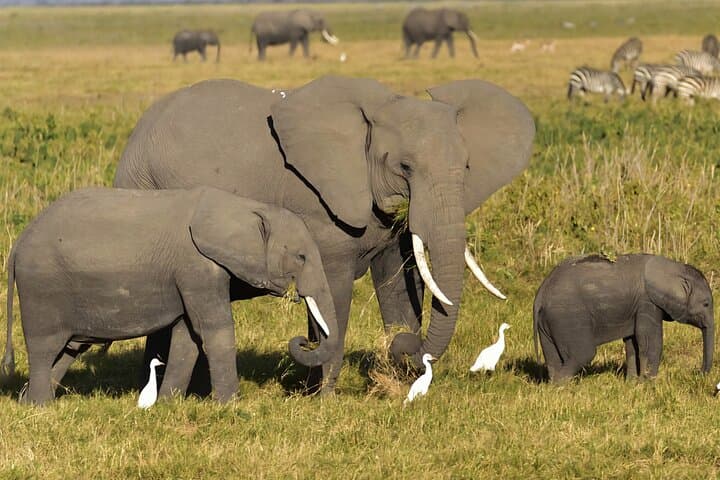 6-Day Kenya Safari: Maasai Mara, Lake Nakuru, Naivasha & Amboseli Wildlife Circuit