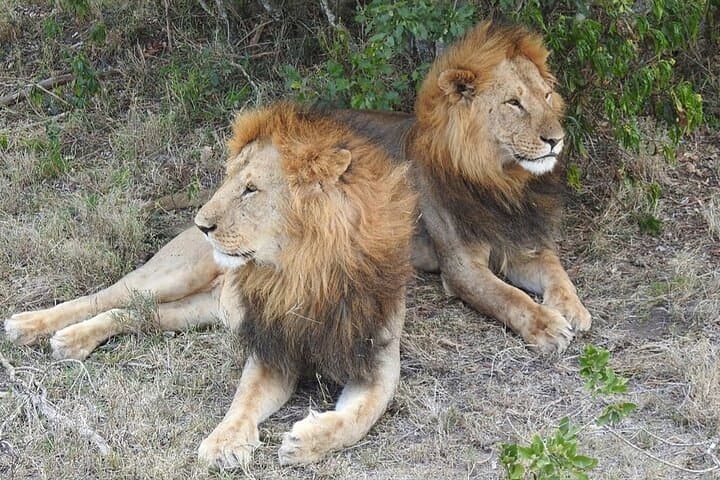 6-Day Kenya Safari: Maasai Mara, Lake Nakuru, Naivasha & Amboseli Wildlife Circuit photo 2