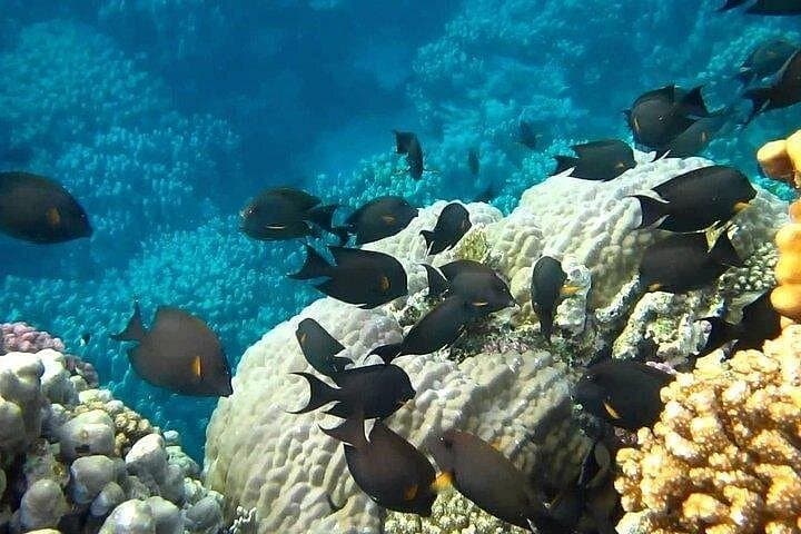 Full-Day Marsa Mubarak Snorkeling from Marsa Alam with Transfers & Lunch photo 4