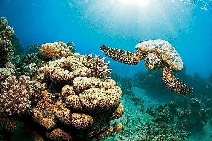 Full-Day Marsa Mubarak Snorkeling from Marsa Alam with Transfers & Lunch photo 2