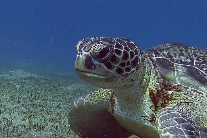 Full-Day Marsa Mubarak Snorkeling from Marsa Alam with Transfers & Lunch photo 3