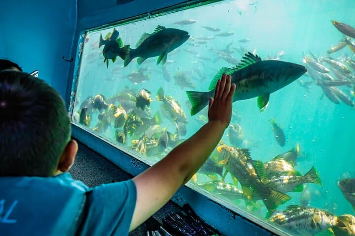 Glass Bottom Boat Ride in Redondo Beach — King Harbor Marine Wildlife Tour photo 3