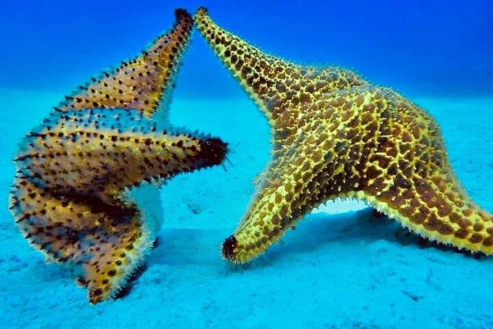 Catalina Island Snorkeling: Full-Day Trip from Punta Cana photo 4