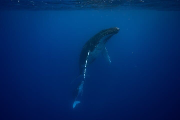 Whale Watching and Snorkeling in Moorea — Swim with Polynesian Giants photo 3