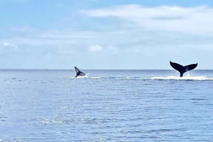 Whale Watching and Snorkeling in Moorea — Swim with Polynesian Giants photo 5