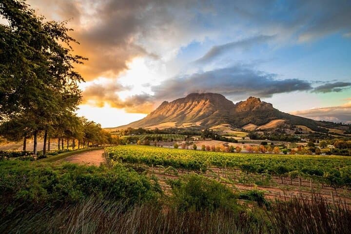 Full-Day Franschhoek Wine Tram from Cape Town — Hop-On Vineyard Tour photo 4
