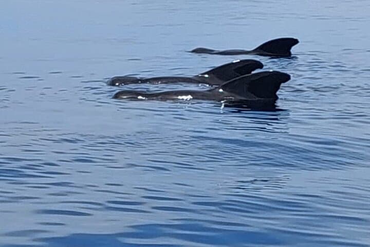 Whale Watching and Snorkeling in Moorea — Swim with Polynesian Giants photo 6