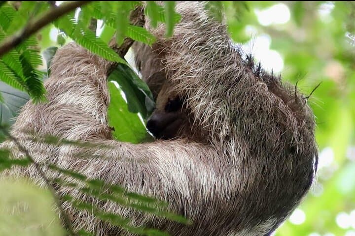 Rainforest Sloth Watching Tour in La Fortuna — Spot Baby Sloths on a Guided Trail photo 1