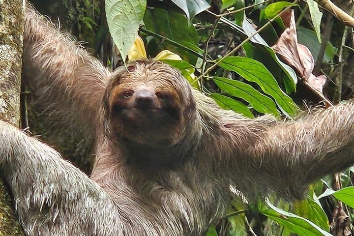 Rainforest Sloth Watching Tour in La Fortuna — Spot Baby Sloths on a Guided Trail photo 2