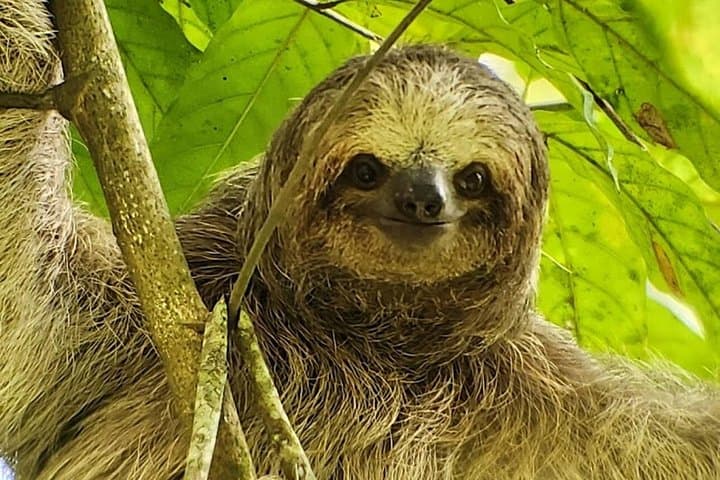 Rainforest Sloth Watching Tour in La Fortuna — Spot Baby Sloths on a Guided Trail photo 3