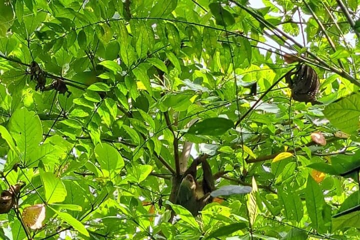 Rainforest Sloth Watching Tour in La Fortuna — Spot Baby Sloths on a Guided Trail photo 4