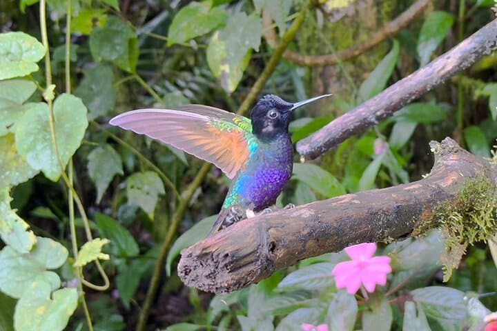 Mindo Cloud Forest Adventure: Hummingbirds, Waterfalls & Chocolate photo 6