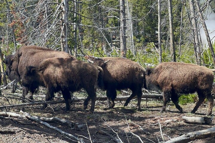 Yellowstone Full-Day Private Tour from Jackson Hole — Old Faithful, Grand Prismatic & Wildlife photo 4