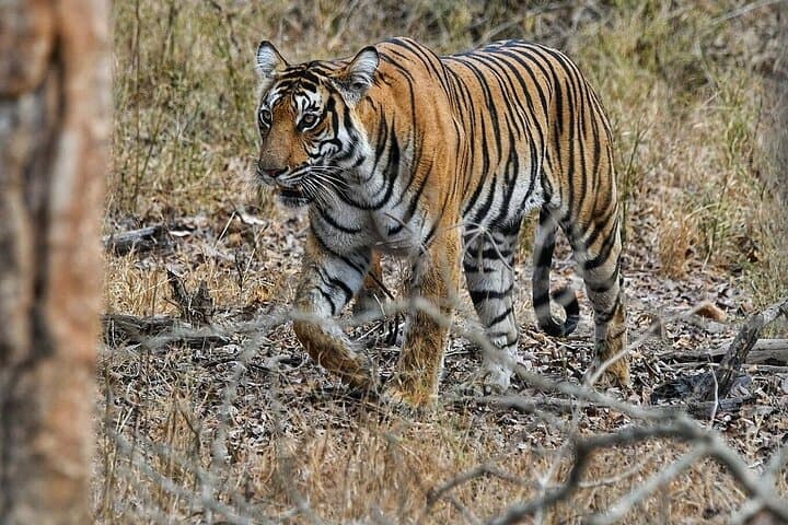 Nagarhole & Kabini Safari: 3-Day Wildlife Retreat from Bangalore